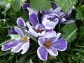 B P1310310 Mauve Crocus Planted by Volunteers. Photo Mar 2014