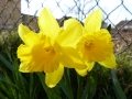 C P1310317 Two Daffs. Photo taken Mar 2014