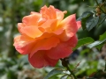 E P1260379 Orangey Rose in New Garden of Remembrance Aug 2014