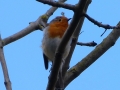 N P1000311 Robin in Ash tree near Garden of Remembrance 25 Feb 2015 Crpd 4X6 Portrait Version