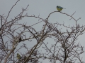 O P1000323 Blue Tits on hedge between Churchyard Grounds & Grazing Feb 2015
