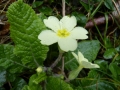 P1010235 Primroses 13 Feb 2016