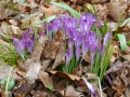 P1010251 Crocus 13 Feb 2016