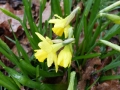 P1010259 Daffodils 13 Feb 2016