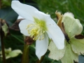 P1010361 Hellebore Christmas Rose. Churchyard 15 Feb 2016