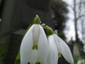 P1010384 Snowdrops 15 Feb 2016