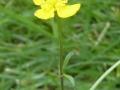 P1010389 Buttercup 15 Feb 2016