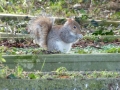 V P1440909 Squirrel Jan 2015