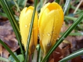 W P1000016 Yellow Crocus. Feb 2015