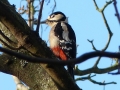 Y P1440937 Great Spotted Woodpecker St Paulinus Jan 2015