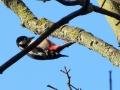 Y1 P1440945 Great Spotted Woodpecker St Paulinus Jan 2015